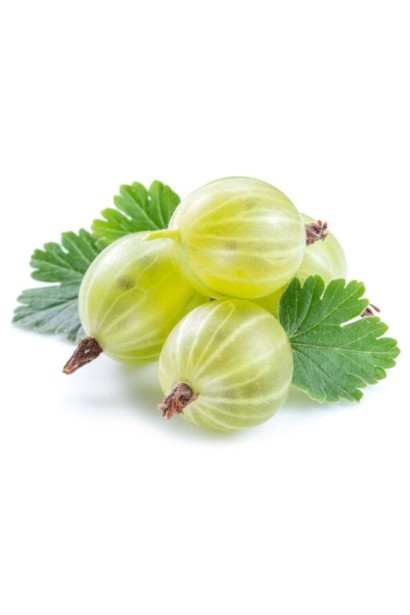 Великі зелено-жовті ягоди Аґрусу Уайт Сміт 